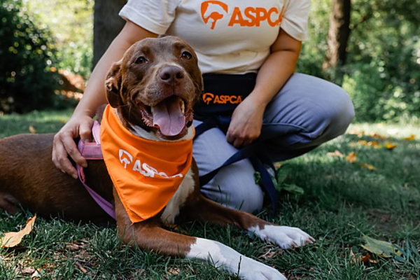 Ways to Adopt Pets in the US